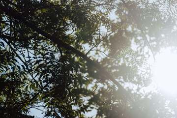 sun in the forest