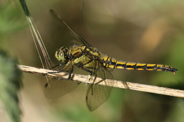 A beautiful Black-tailed Skimmer, Dragonfly, Orthetrum cancellatum, perching on plant stem.