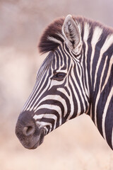 Obraz na płótnie Canvas Portrait of zebra head only side view on smooth background in Kruger Park South Africa