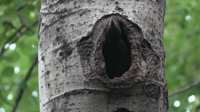 il giovane picchio nero non vuole abbandonare il nido