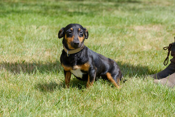 Black and tan Jack Russell Terrier posing in full body, sits in the grass with shadow