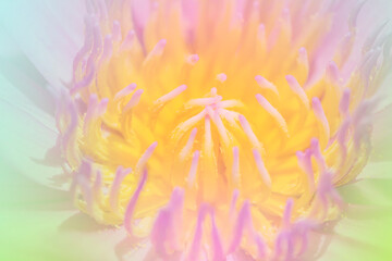 the lotus a color adjustment in soft style for background