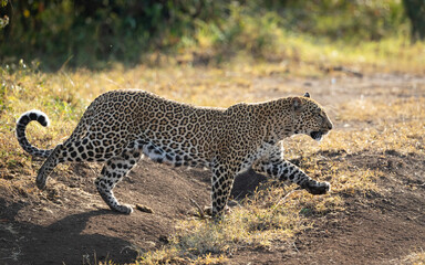 One leopard female horizontal full body shot walking in Masai Mara in Kenya