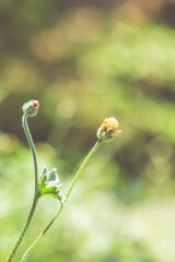 the flowers a color adjustment in soft style for background