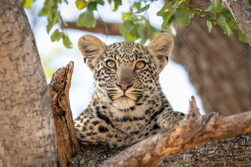 One baby leopard sitting in a tree looking ahead in Kruger Park South Africa