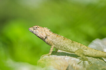Asian lizard climbing on rocky ground, looking for something
