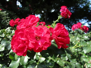 Fototapeta premium 同じく山手イタリア山庭園のバラの花です。 目の覚めるような赤ですが、こちらの方が横浜市の花としてのイメージに近いでしょうか。