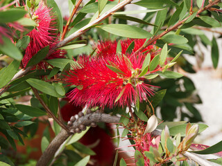 Callistemon citrinus, rince-bouteille ou plante goupillon à tiges ramifiées brun clair, à...
