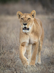 Fototapeta na wymiar One adult female lion walking looking ahead and very alert in Ndutu Reserve Tanzania
