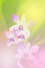  orchid a color adjustment in soft style for background