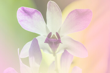 Obraz premium orchid a color adjustment in soft style for background