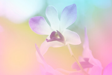  orchid a color adjustment in soft style for background