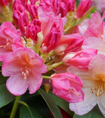 Naklejka na ściany i meble Beautiful and delicate rhododendron flowers close up. Evergreen shrub.