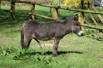 Fototapeta premium Esel