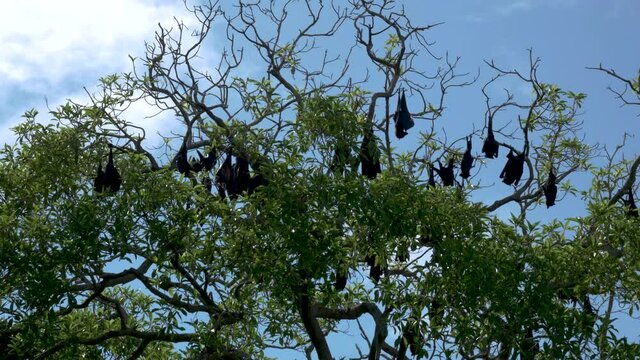 Flying foxes Bats Hanging down from tree