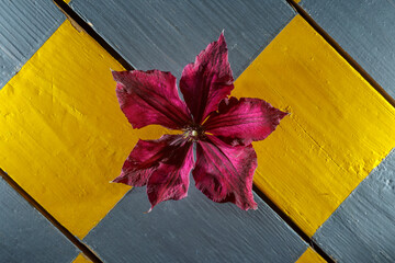 Beautiful purple Clematis flower close-up on a wooden checkered background. Macro shot.