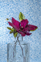 Beautiful purple Clematis flower in a vase closeup against blue background. Macro shot.