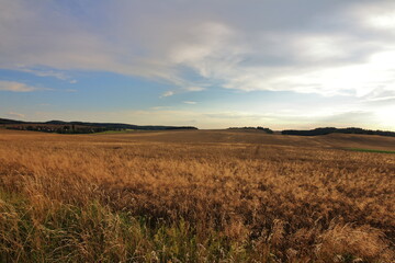 Fototapeta premium wheat field in the sunset, czech republic