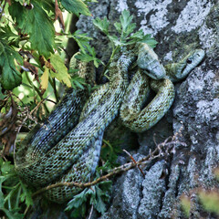 Two wild green Japanese snakes in shade on rock, Hokkaido, Japan