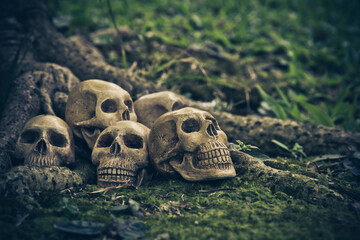Still Life with human skull  on the roots