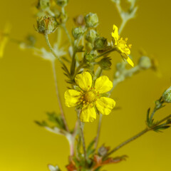 Beautiful yellow wildflower close-up on a yellow background.