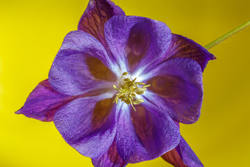 Beautiful violet flower Aquilegia vulgaris closeup on a yellow background.