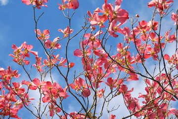 Dogwood tree with showy and bright pink biscuit-shaped flowers and green leaves on blue sky with clouds background close up.