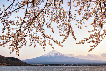 Fuji Mountain and Pink Sakura Branches at Kawaguchiko Lake