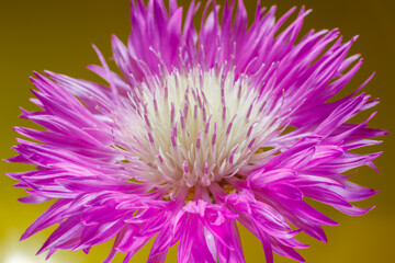 Beautiful purple Centaurea cyanus flower close-up on a yellow background. Macro shot.