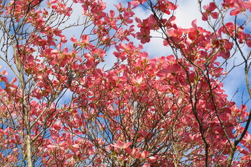 Dogwood tree with showy and bright pink biscuit-shaped flowers and green leaves on blue sky with clouds background close up.