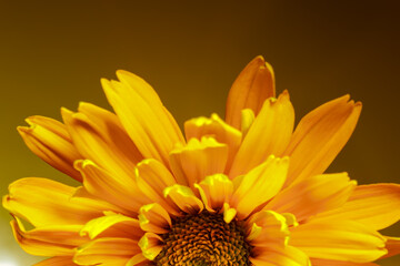 Beautiful yellow Doronicum flower close-up on a yellow background. Macro shot.