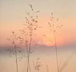 Hello july text. Selective soft focus of beach dry grass, reeds, stalks at pastel sunset light, blurred sea on background. Nature, summer