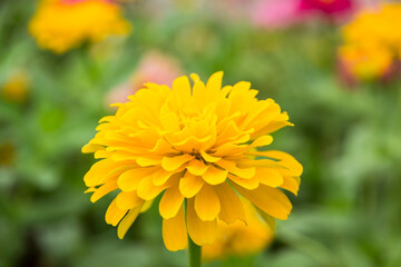 Zinnia elegans closeup pink flowers in the garden for use as background