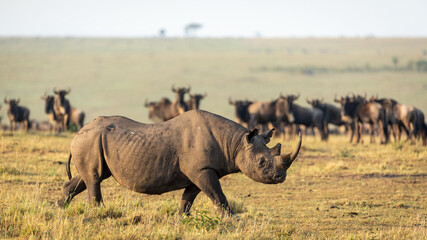 Fototapeta premium One adult black rhino walking in Masai Mara plains with wildebeest watching him in a golden afternoon warm light in Kenya