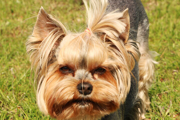 A brown dog is playing with a ball in the green grass.