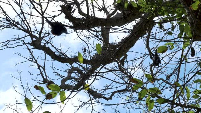 Flying foxes Bats Hanging down from tree. Coronavirus bat colony