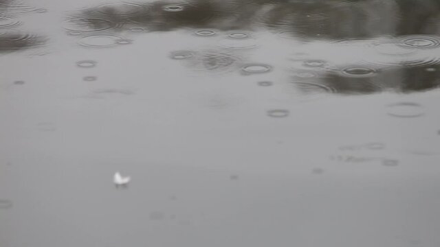Pluma blanca flotando sobre un r&iacute;o bajo la lluvia