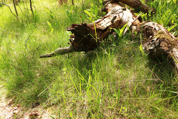 Old fallen tree in the forest on a background of green grass.