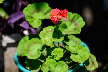 Group of vivid red Pelargonium flowers (commonly known as geraniums, pelargoniums or storksbills) and fresh green leaves in a pot in a garden in a sunny spring day, multicolor natural texture.