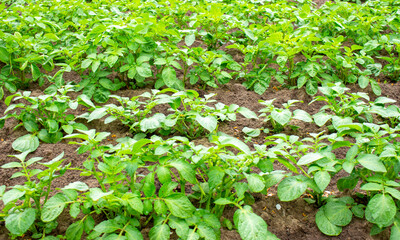 Field of green potato bushes. Organic Farm Products