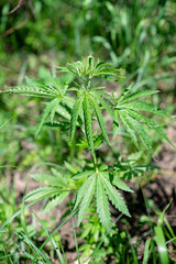 Cannabis cultivation outdoors. Medical marijuana. Soft selective focus.