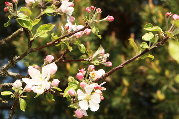 Beautiful apple tree flower in bloom after rain, with a branch on a blue background for the spring season.
