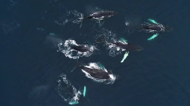 AERIAL MS Pod of Humpback Whales (Megaptera novaeangliae) swimming in sea / Antarctic Peninsula, Antarctica