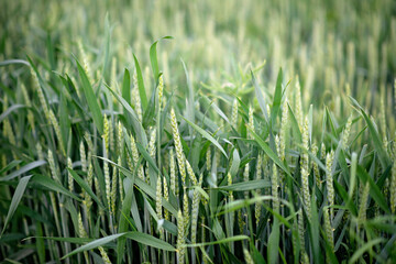 Green wheat field with spikelets in the foreground, organic cereal cultivation. Agronomics. Soft selective focus.