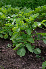 green bushes of fresh potato on a vegetable field. Gardening. Organic eco products. Soft selective focus.