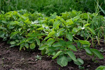 green bushes of fresh potato on a vegetable field. Gardening. Organic eco products. Soft selective focus.