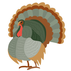 natural turkey bird from farm isolated object on white background, vector illustration,