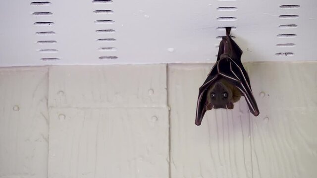 Greater flying fox hang down under roof of house. Fruit bat, kalang or kalong looks