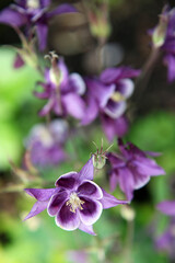 Beautiful yellow, purple and white grannies bonnet flowers surrounded by green leaves in garden setting