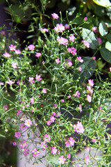 Closeup of pink and white babies breath flowers also known as Gypsum flowers